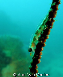 Goby on whip coral taken at Nabq Park with SP350. by Anel Van Veelen 